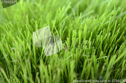 Image of close-up of lush green grass