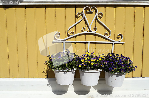 Image of three white pot with flowers on yellow wall