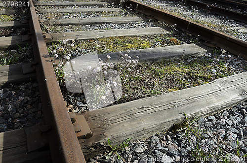 Image of old rusty rails, sleepers and flowers