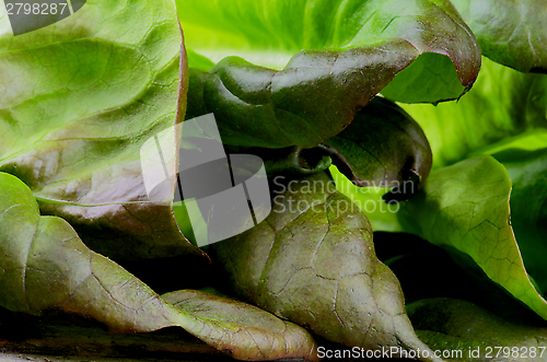 Image of Butterhead Lettuce