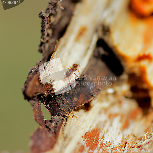 Image of Ginger Ant