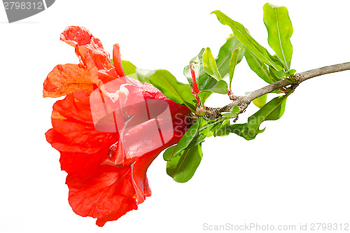 Image of Isolated pomegranate spring blossom red flowers