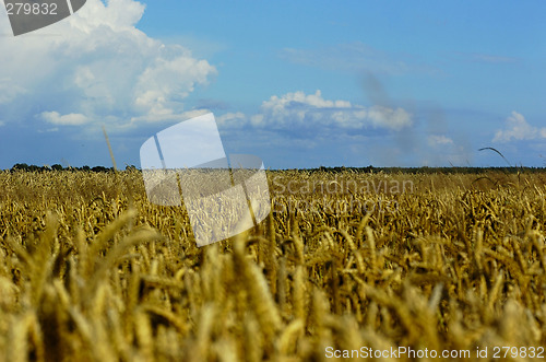 Image of wheat field