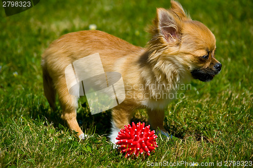 Image of Longhair chihuahua.