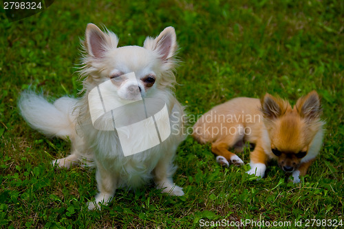 Image of Longhair chihuahua.