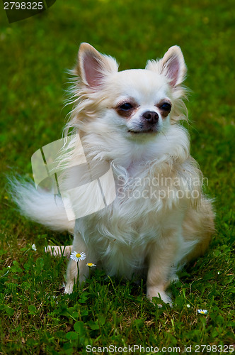 Image of Longhair chihuahua.