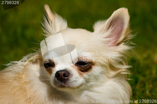 Image of Longhair chihuahua.