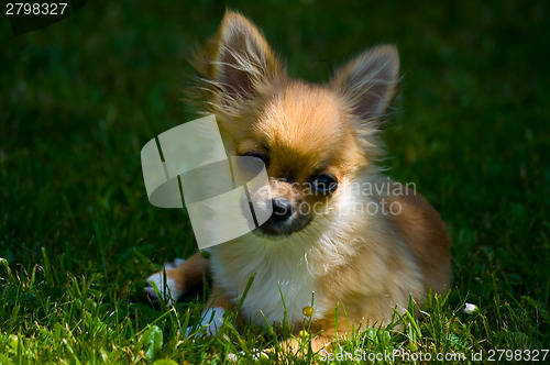 Image of Longhair chihuahua.