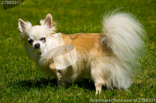 Image of Longhair chihuahua.