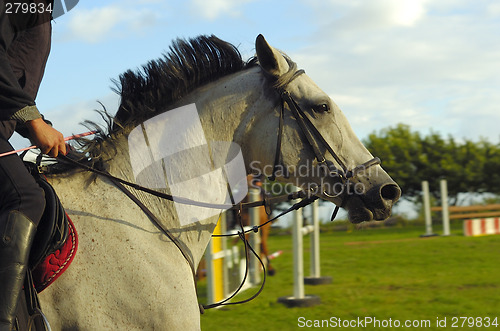 Image of Horse jumping