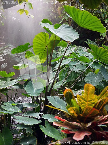 Image of rainforest