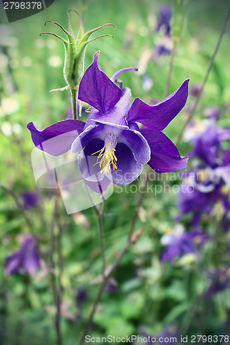 Image of Beautiful flower of Aquilegia