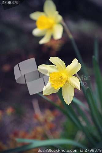 Image of Beautiful Daffodils (Narcissus)