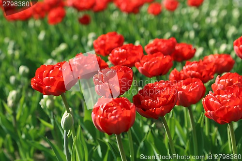 Image of Beautiful red tulips