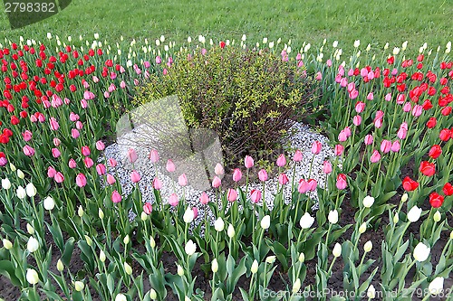 Image of Spring tulips flowerbed and bush