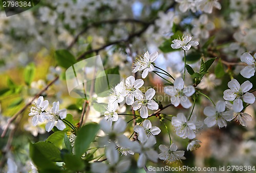 Image of Beautiful white flowers of spring tree