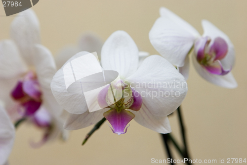 Image of White orchid