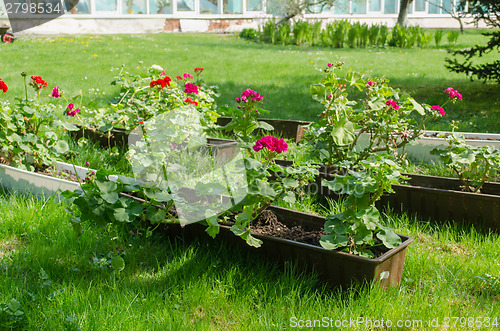 Image of colorful spring pelargonium in pots garden meadow 