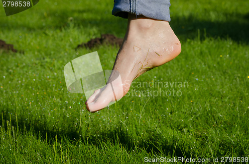 Image of Dewy water drops on wet foot in morning meadow 