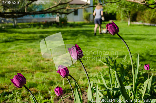 Image of garden tulip and woman silhouette with grass mower 