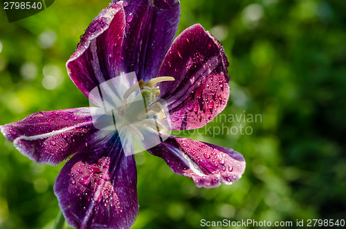 Image of dew drops on  deflorated tulip flower bloom petals 