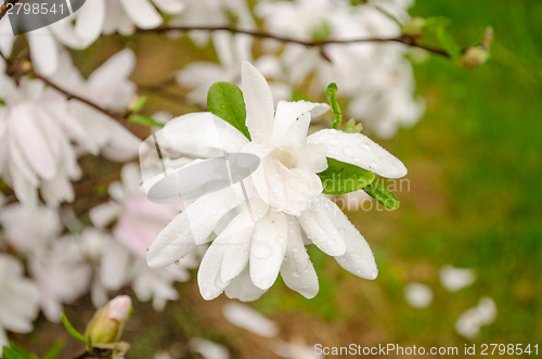 Image of magnolia blossom in the garden after the rain 