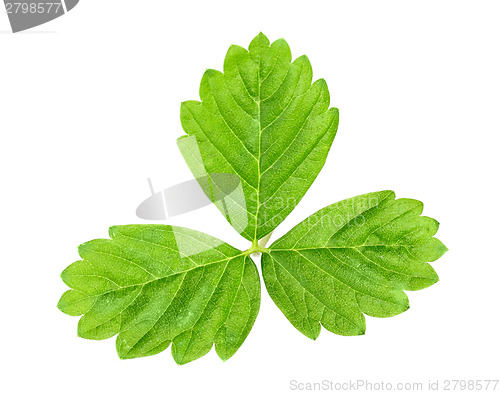 Image of Leaf of strawberry