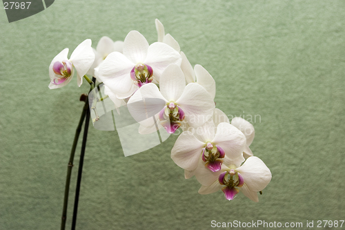 Image of White orchid