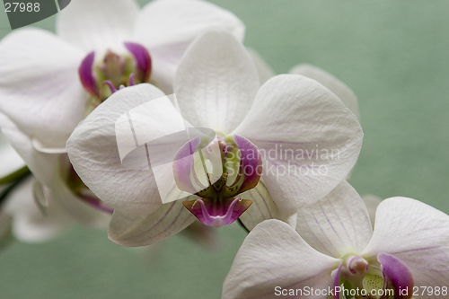 Image of White orchid