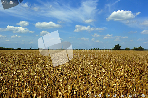 Image of Harvest time