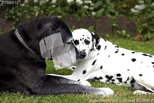 Image of Dalmatians and German mastiff