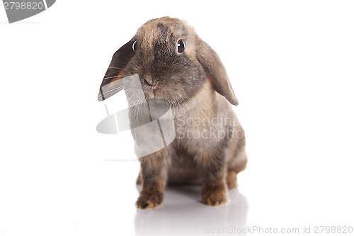 Image of Brown rabbit isolated on white background