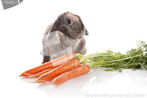 Image of Rabbit with carrots