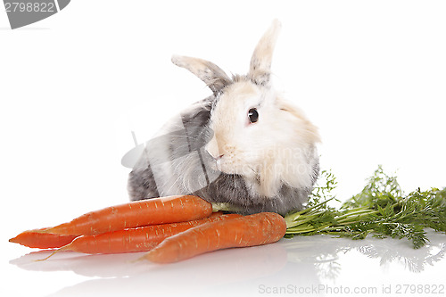 Image of Rabbit with carrots