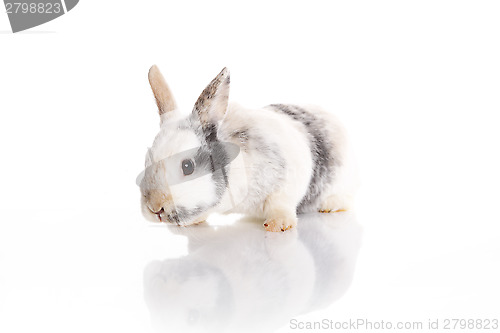 Image of White Rabbit 