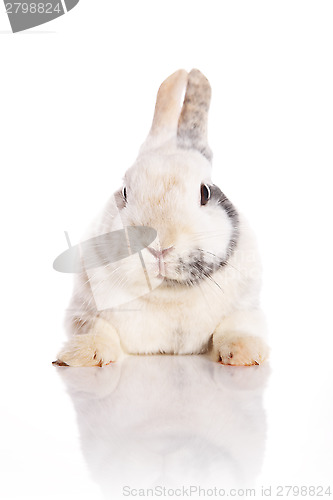 Image of White Rabbit 