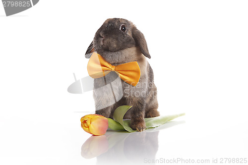 Image of Rabbit with bow tie and tulips