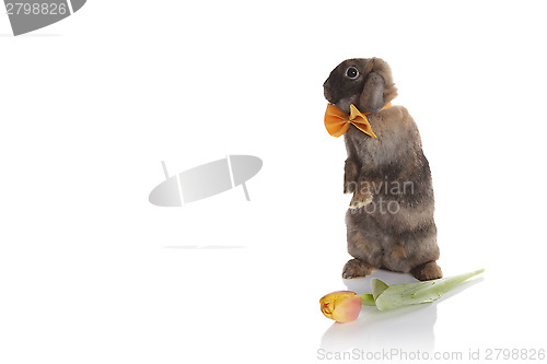 Image of Rabbit with bow tie and tulips