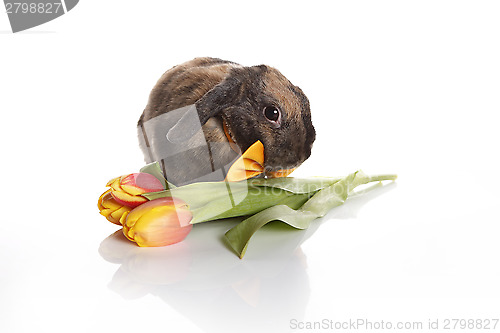 Image of Rabbit with bow tie and tulips