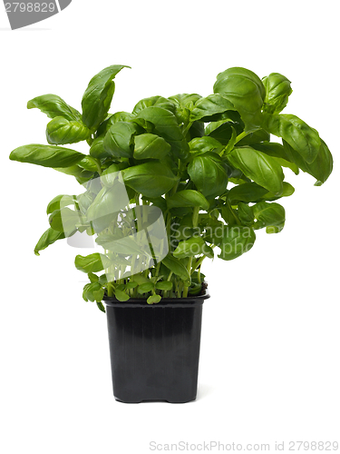 Image of Basil herb on white