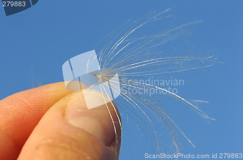 Image of Thistle between fingers