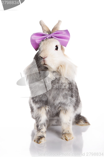 Image of Rabbit with a purple bow tie