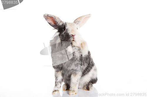 Image of Angora Mix Rabbit Aries