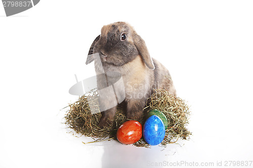 Image of Easter bunny with colorful eggs