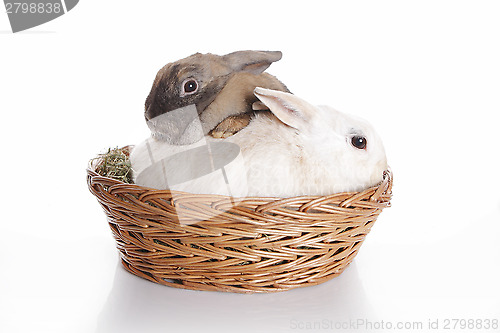 Image of Two bunnies in brown basket