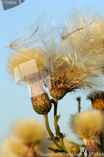 Image of Thistle