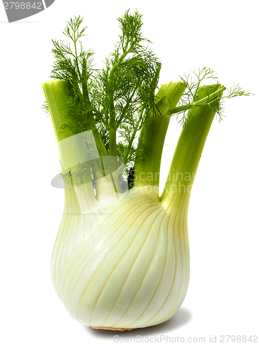 Image of Florence fennel bulb on white