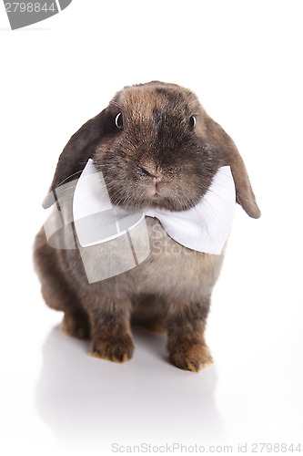 Image of Rabbit with white bow tie