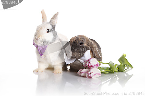 Image of Hare wedding