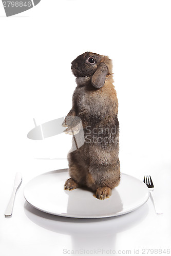 Image of Brown rabbit on the plate